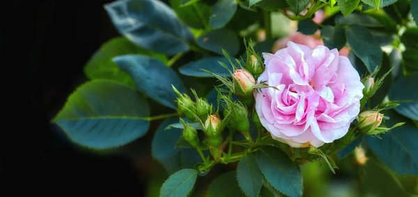 Quelle fleur mettre dans votre jardin ?