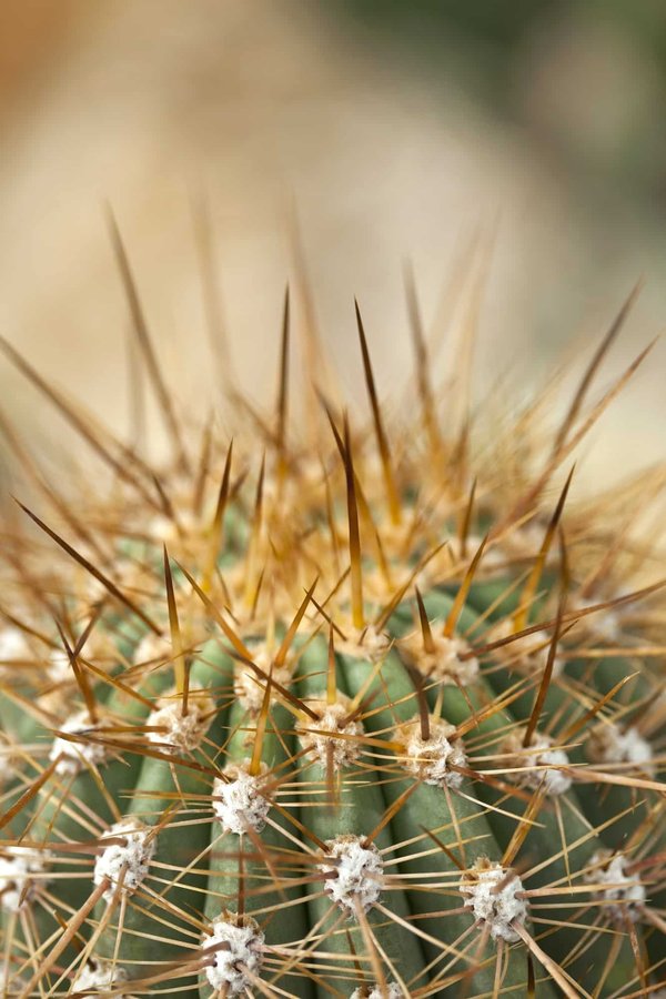Quelles sont les particularités uniques de CactiHouse parmi les serres de cactus ?